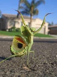 pic for praying mantis